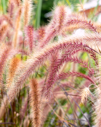 Ornamental grasses