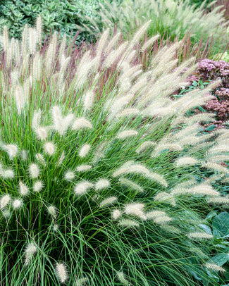 Pennisetum 'Hameln'