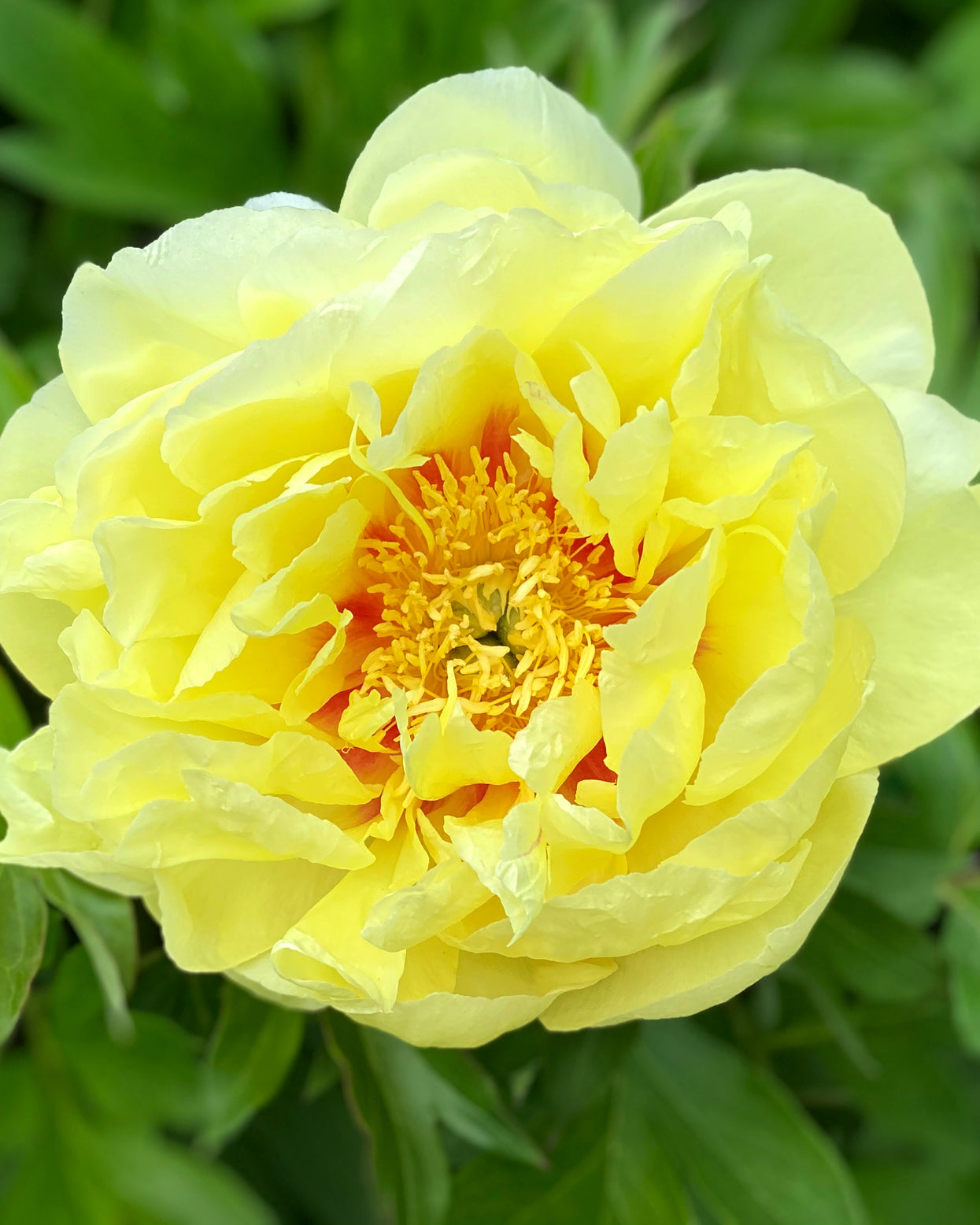 Paeonia 'Bartzella' Bare Roots — Buy Yellow Peonies Online At Farmer ...