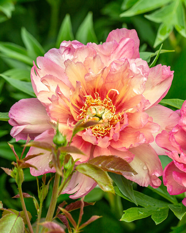 Paeonia 'Julia Rose'