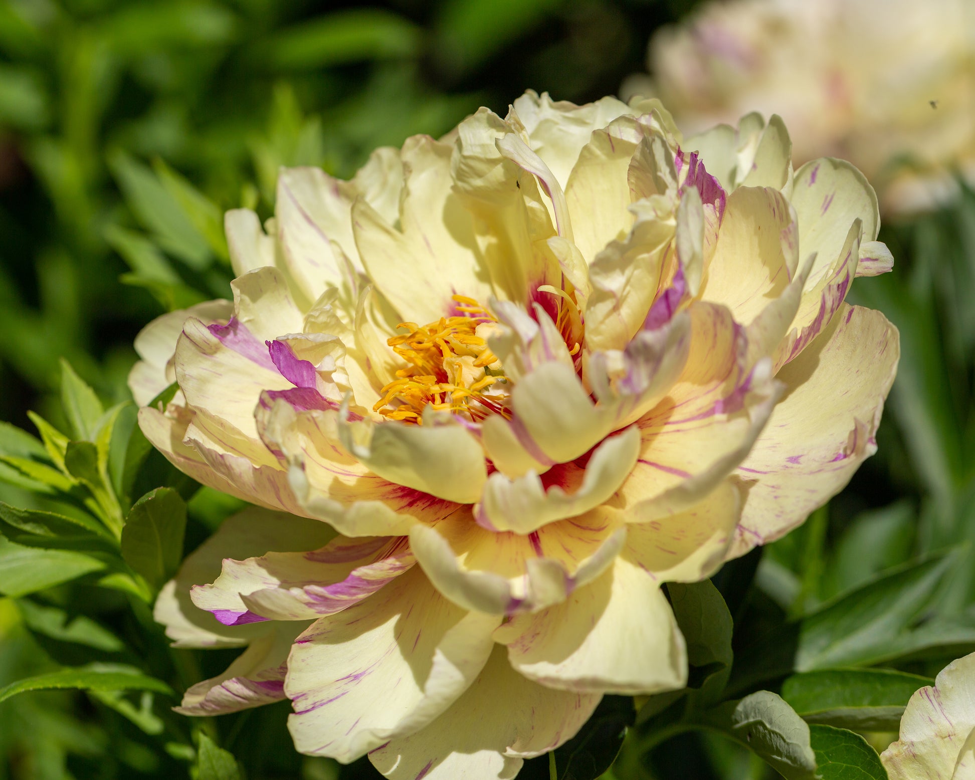 Paeonia 'Lollipop' bare roots — Buy Itoh peonies online at Farmer Gracy UK