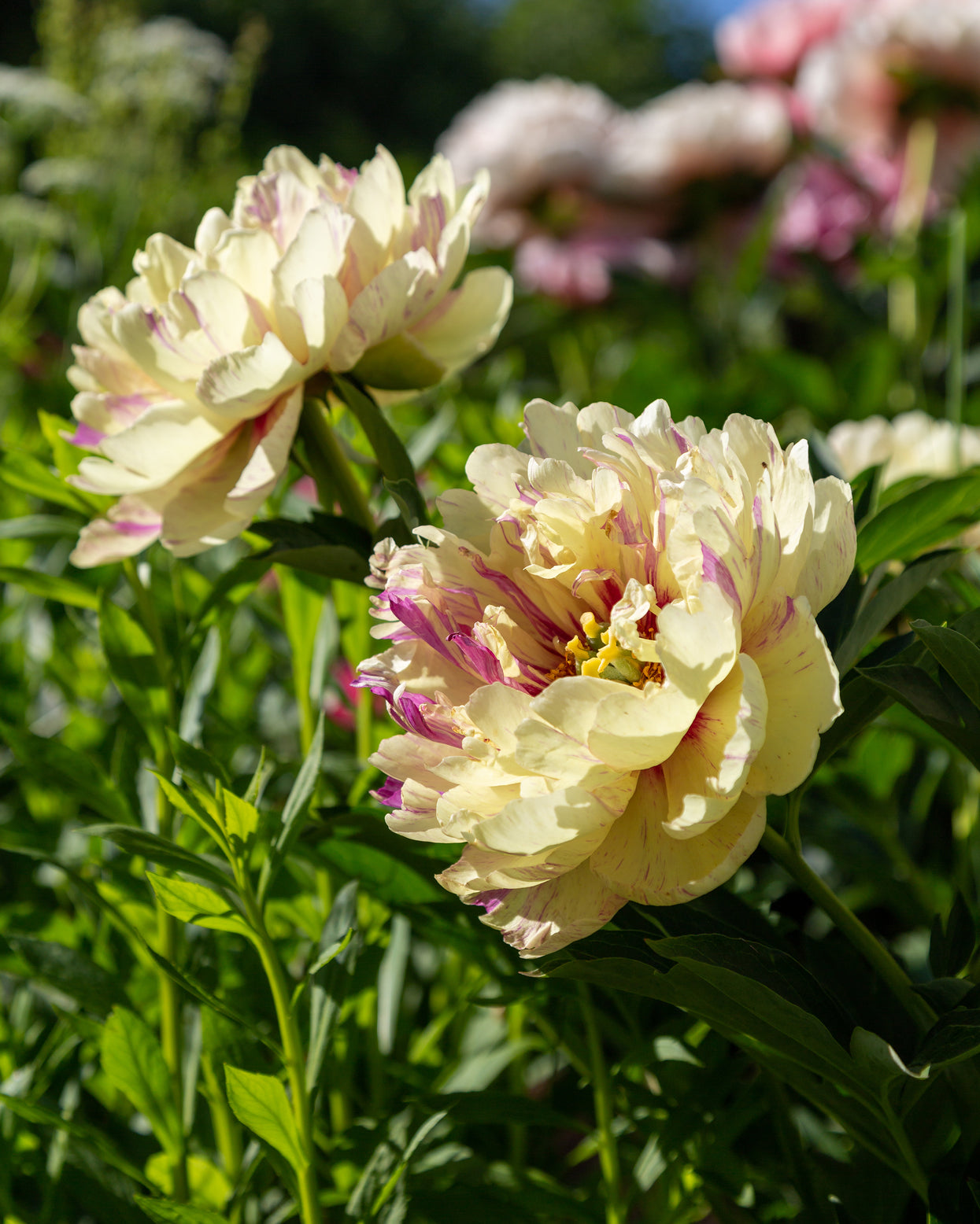 Paeonia 'Lollipop' bare roots — Buy Itoh peonies online at Farmer Gracy UK