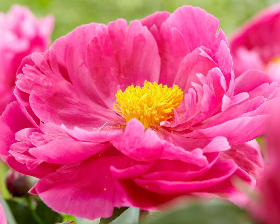 Paeonia 'Red Sarah Bernhardt'