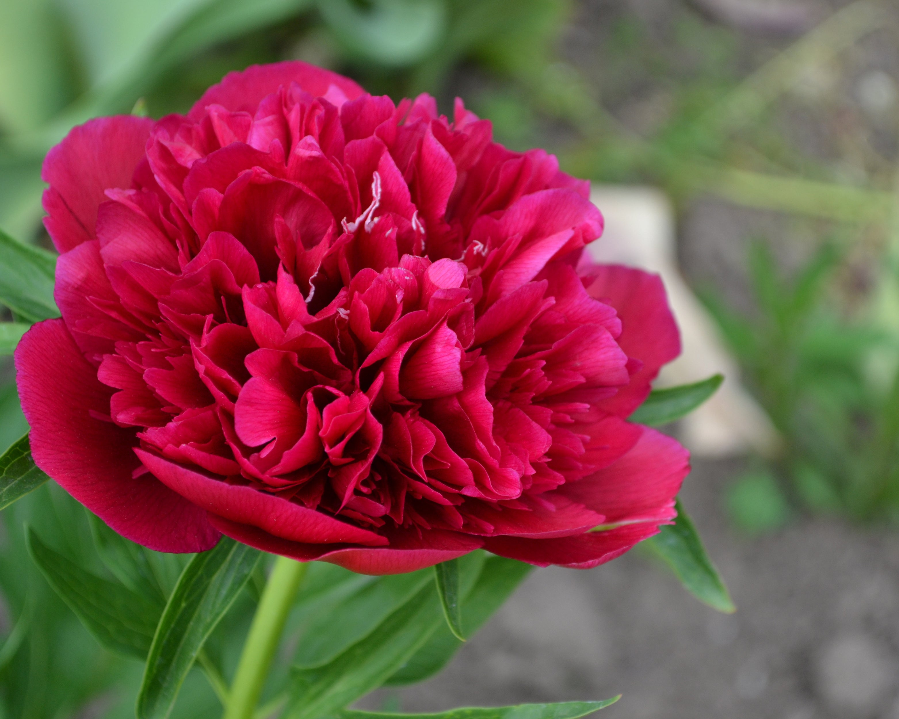 Paeonia 'Red Sarah Bernhardt' bare roots — Buy red peonies online at ...