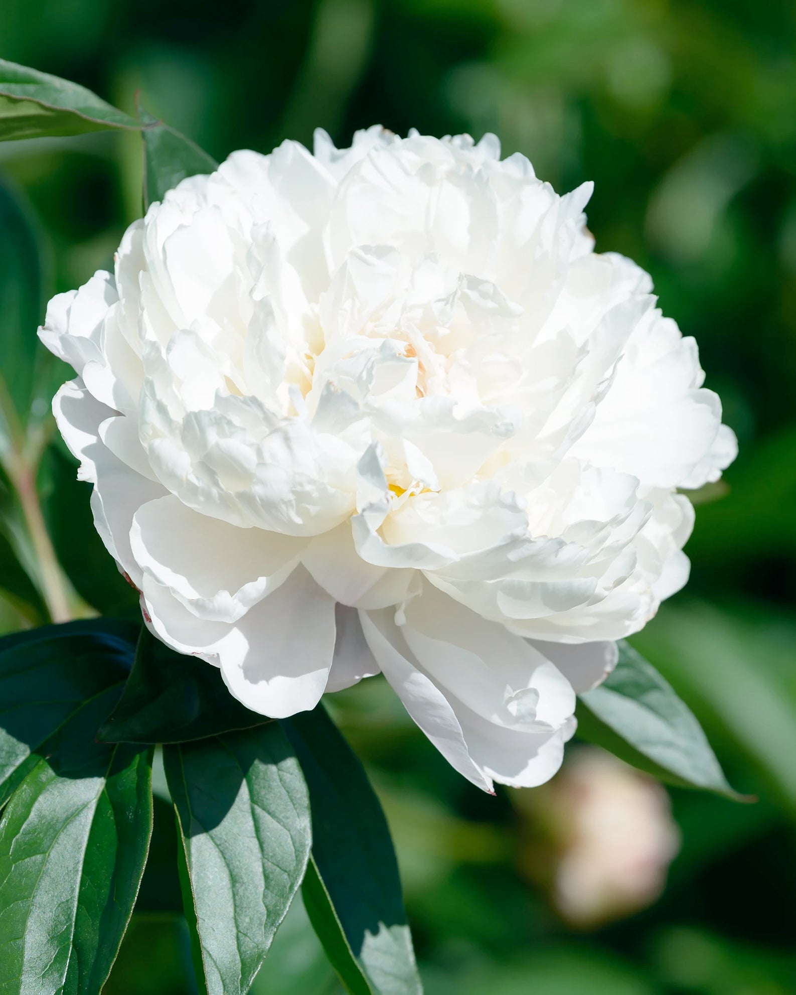 Paeonia 'Shirley Temple' bare roots — Buy white peonies online at ...