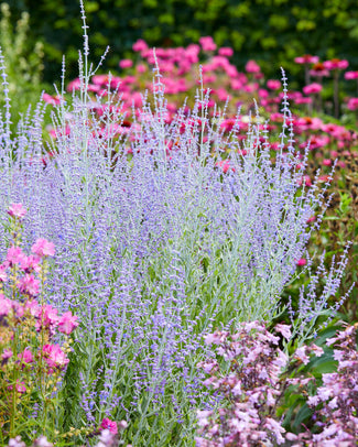 Perovskia bare roots (Russian sage)