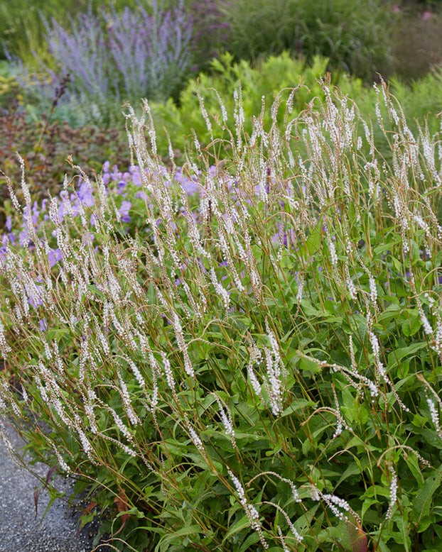 Persicaria 'Alba'