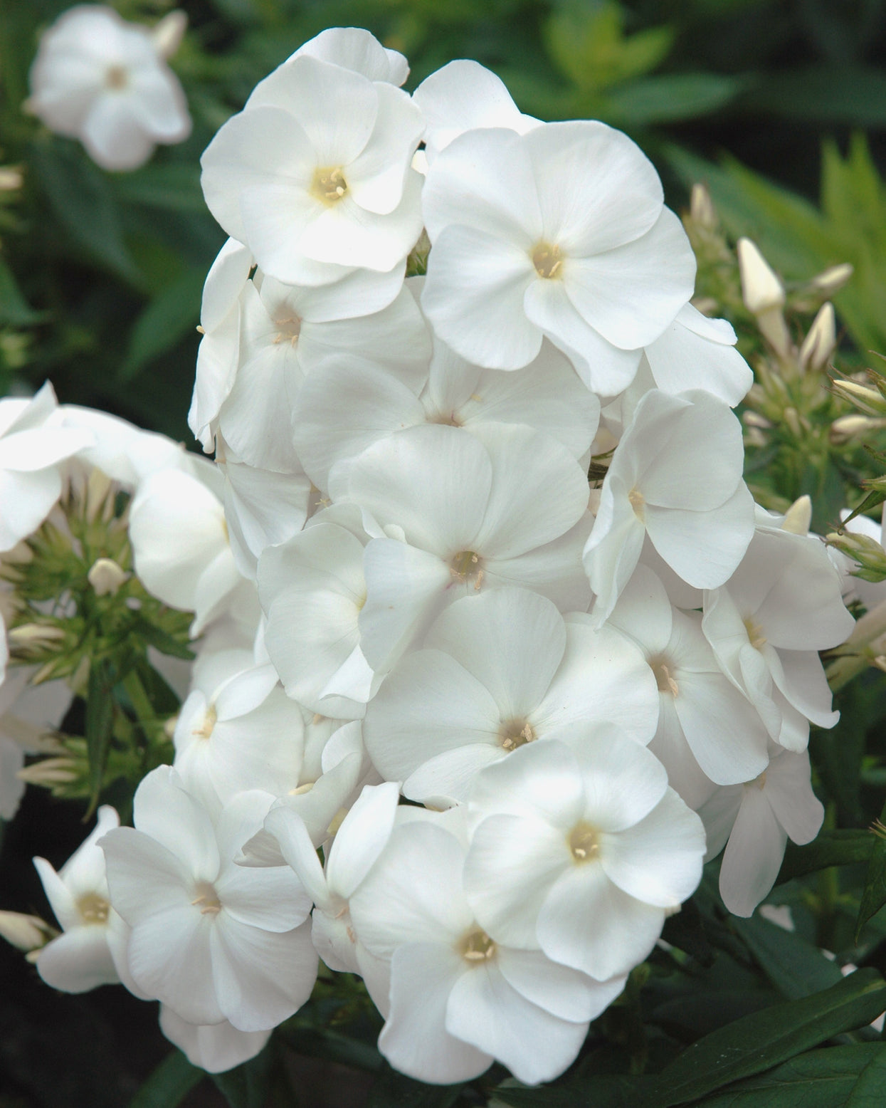 Phlox paniculata 'Sweet Summer Snow' bare roots — Buy online at Farmer ...