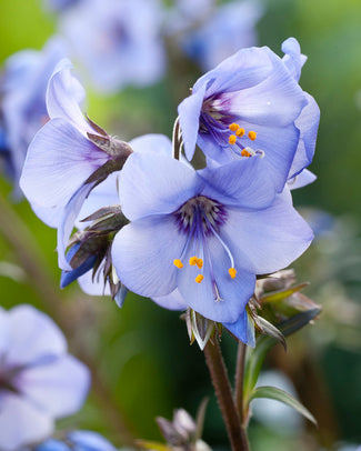 Polemonium bare roots (Jacob's ladder)