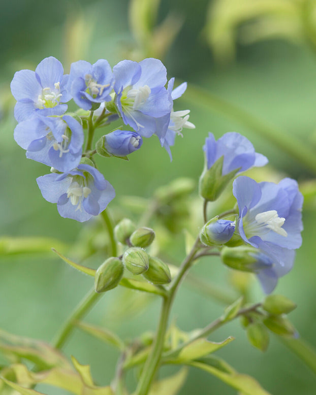 Polemonium 'Stairway to Heaven'