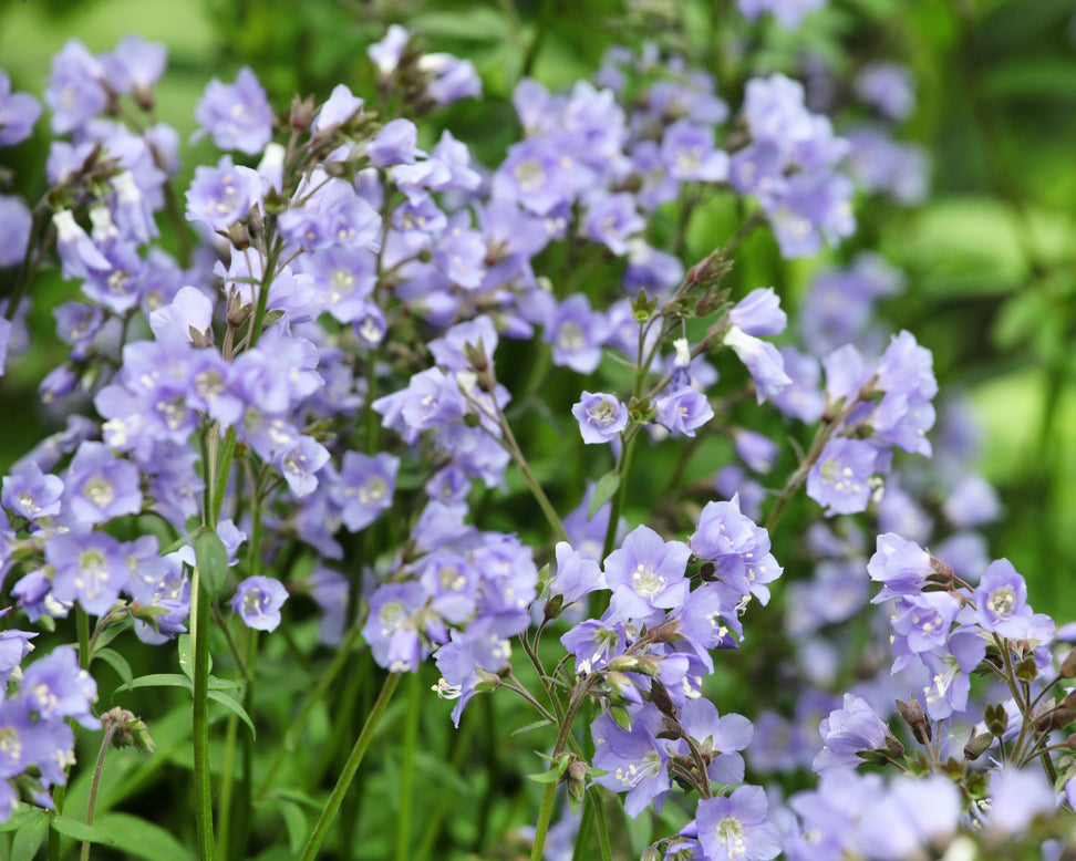 Polemonium 'Stairway to Heaven'