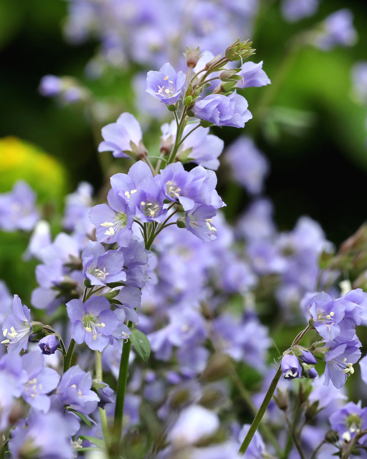 Polemonium reptans 'Stairway to Heaven' bare roots — Buy Jacob's ladder ...