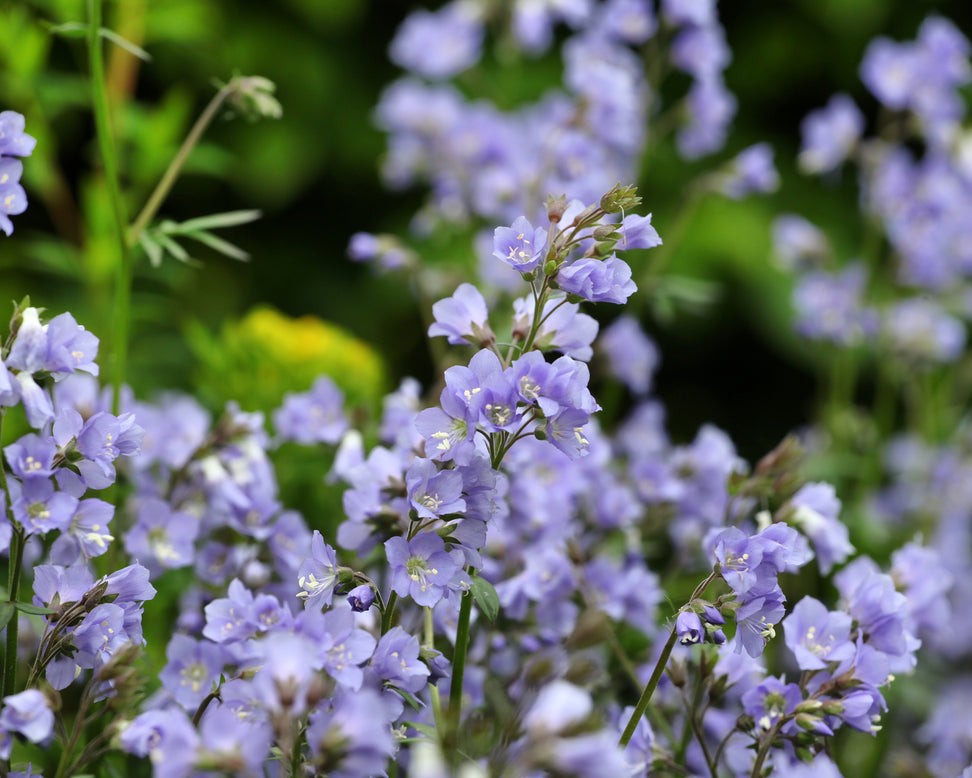 Polemonium 'Stairway to Heaven'