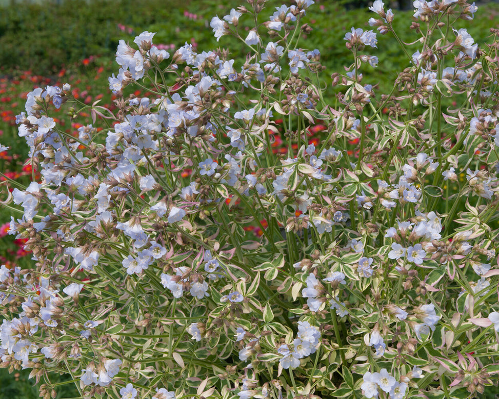 Polemonium 'Stairway to Heaven'