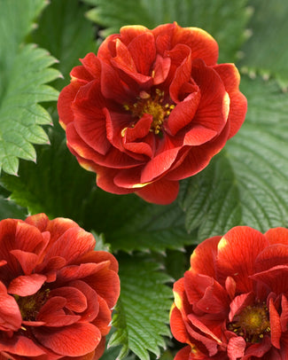 Potentilla bare roots