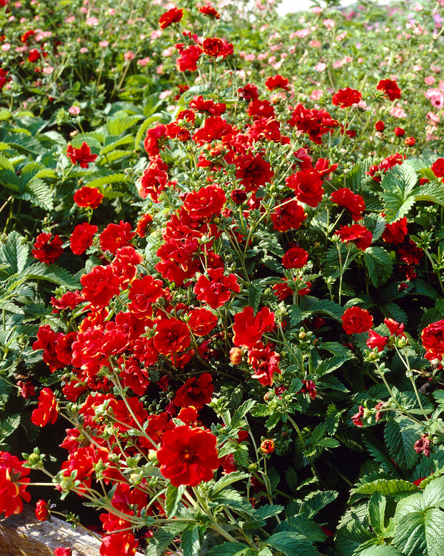 Potentilla 'Arc-en-ciel'