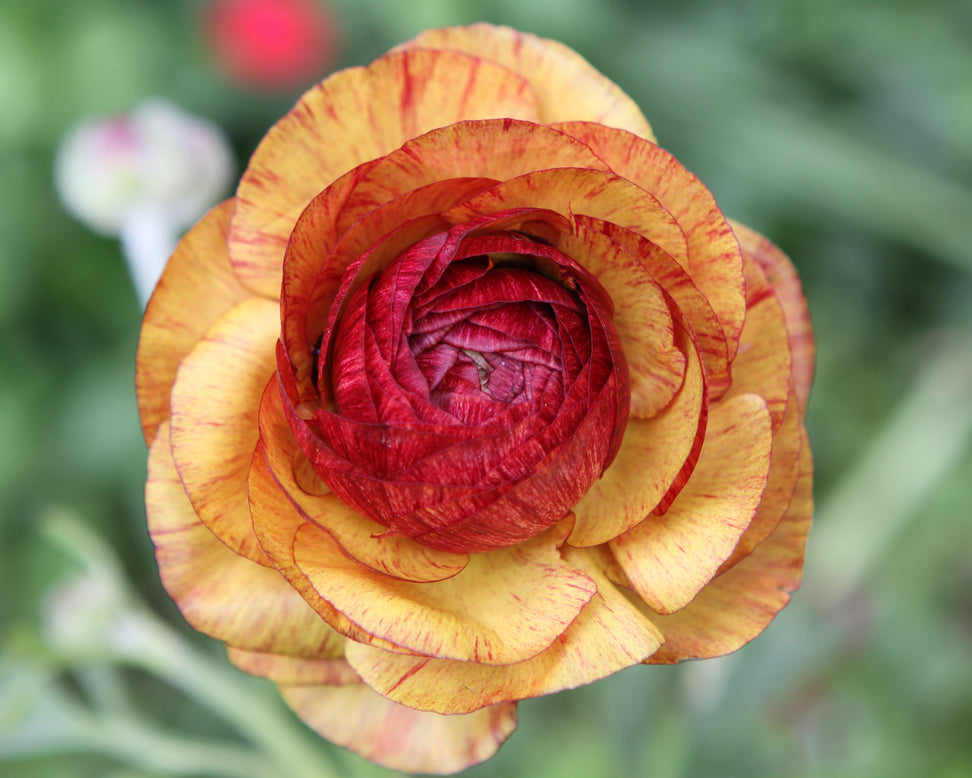 Ranunculus 'Picotee Café'