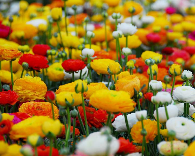 Mixed Coloured Ranunculus Bulbs — Buy Mixed Persian Buttercups Online At Farmer Gracy Uk