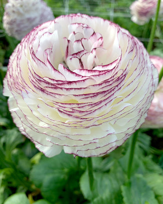 Italian flower bulbs