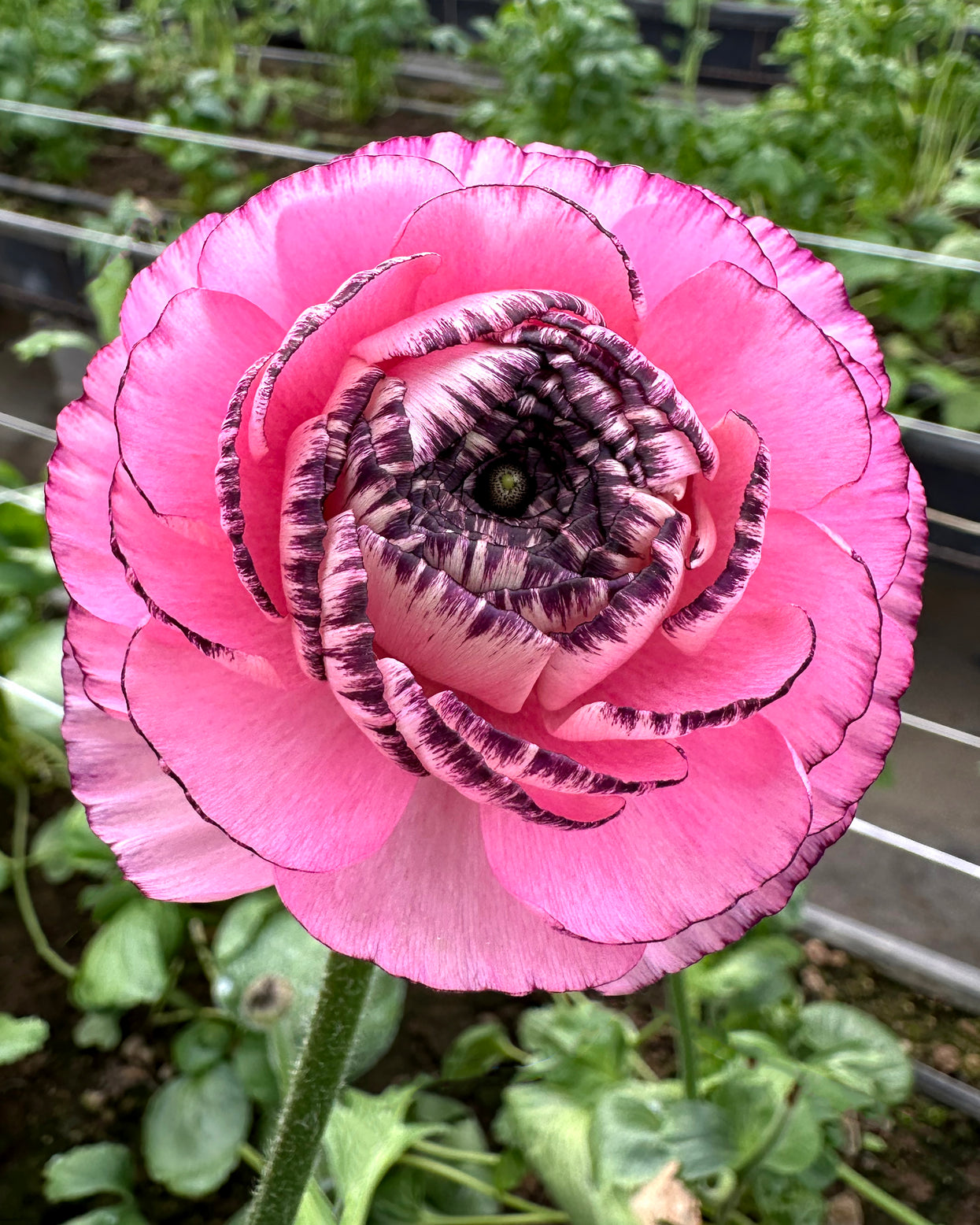 Italian Ranunculus 'Elegance® Striato Rosa' — Buy Online At Farmer Gracy UK