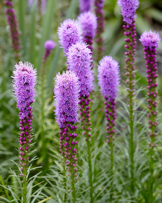 Liatris bulbs (Gayfeather)