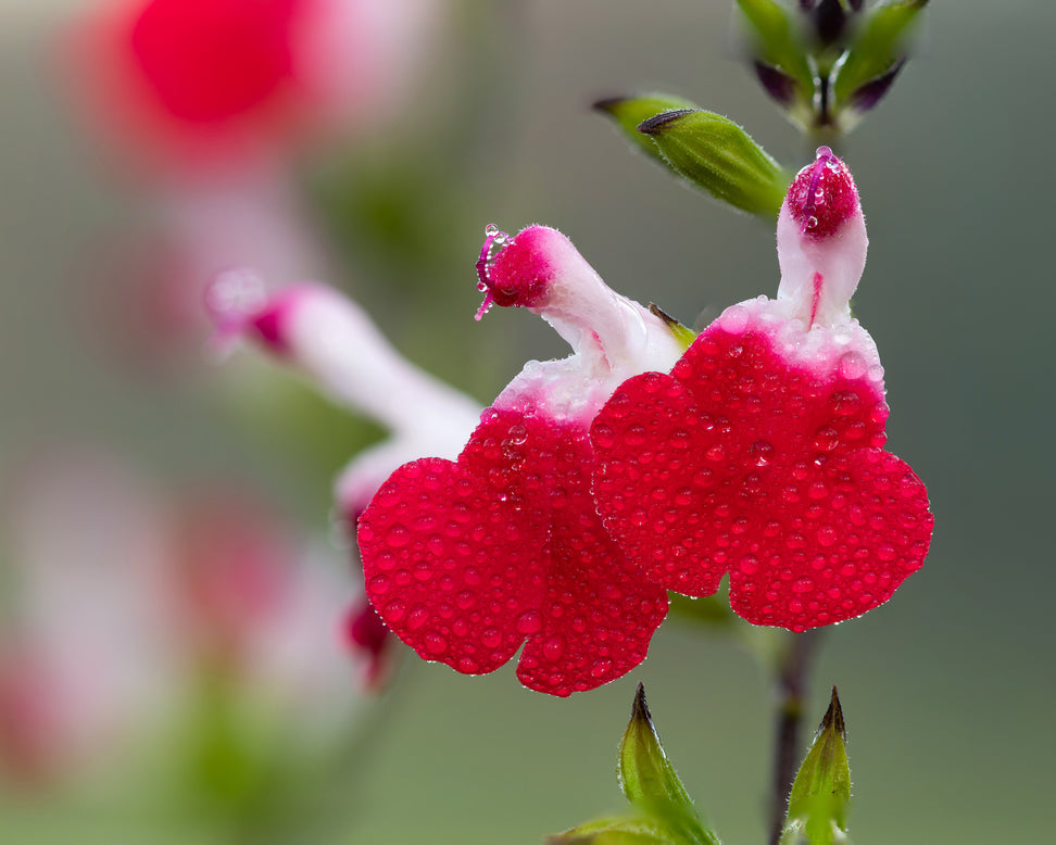 Salvia 'Hot Lips'