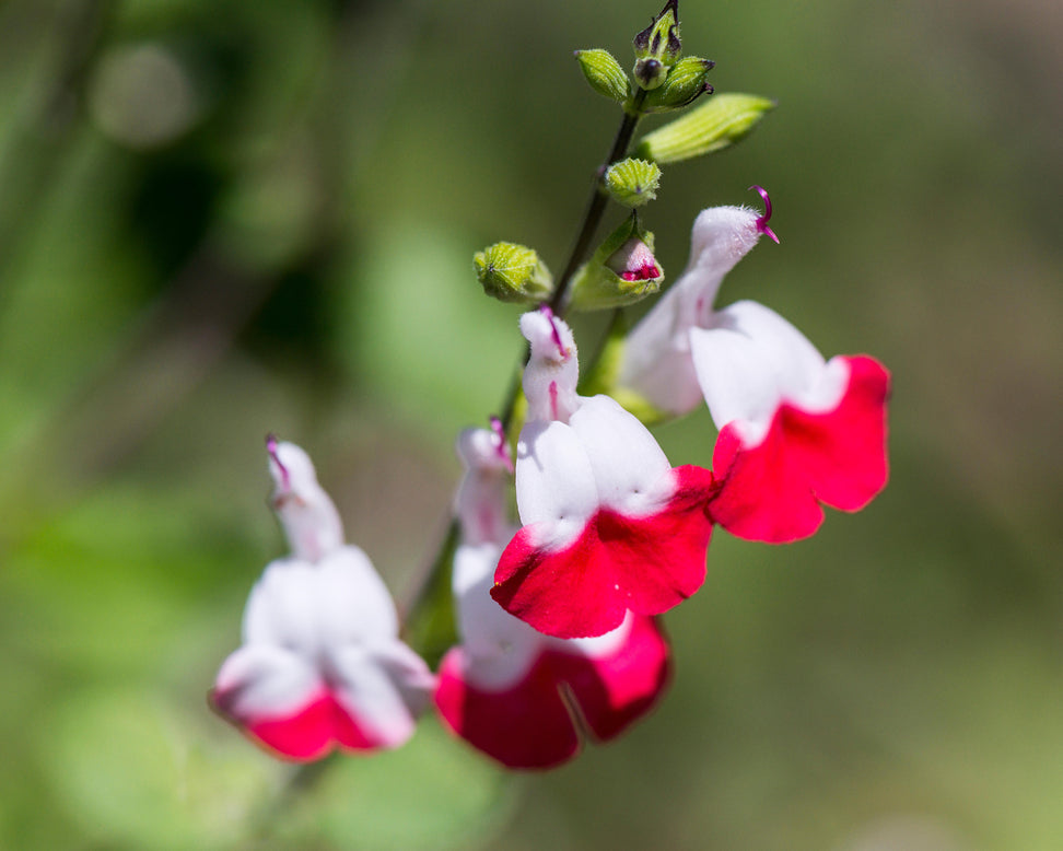 Salvia 'Hot Lips'