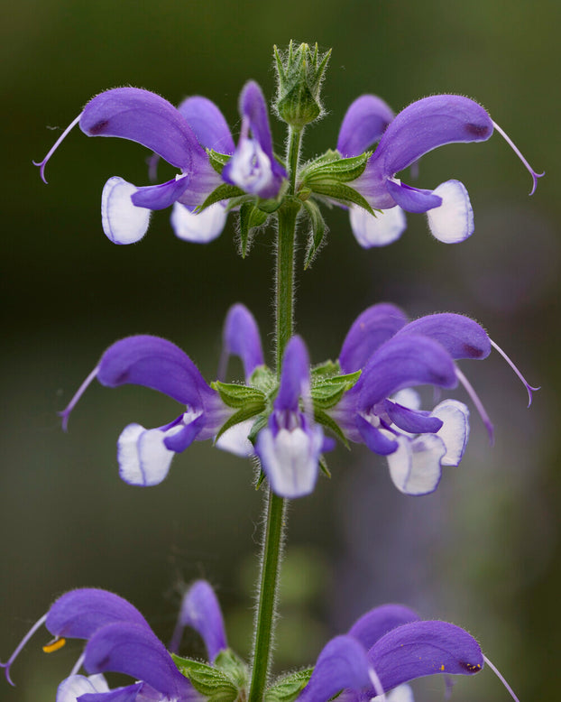 Salvia 'Madeline'