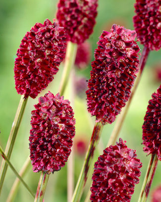 Sanguisorba bare roots