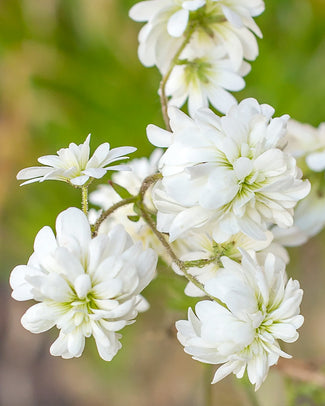 Saxifraga bulbs