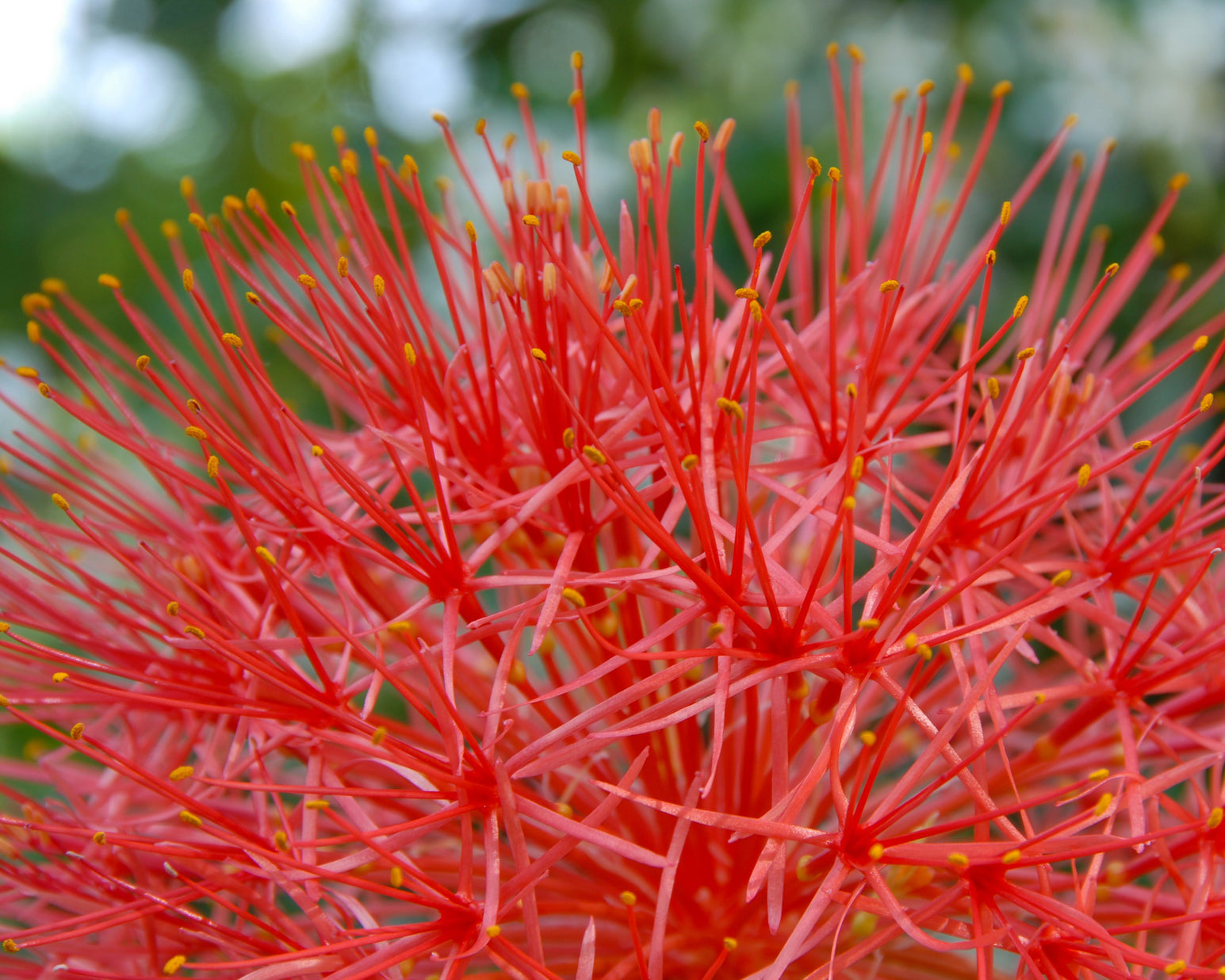 Scadoxus multiflorus