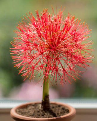 Scadoxus tubers (blood lily)