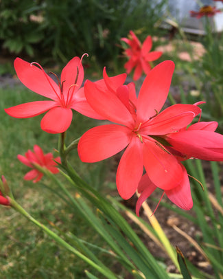 Schizostylis bulbs (kaffir lily)