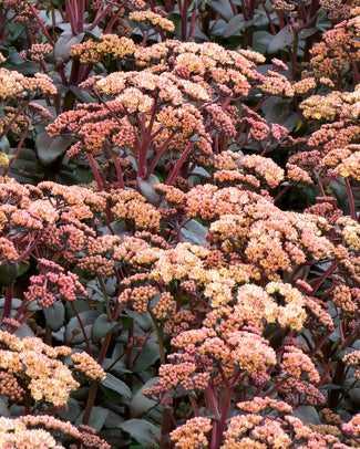 Sedum bare roots