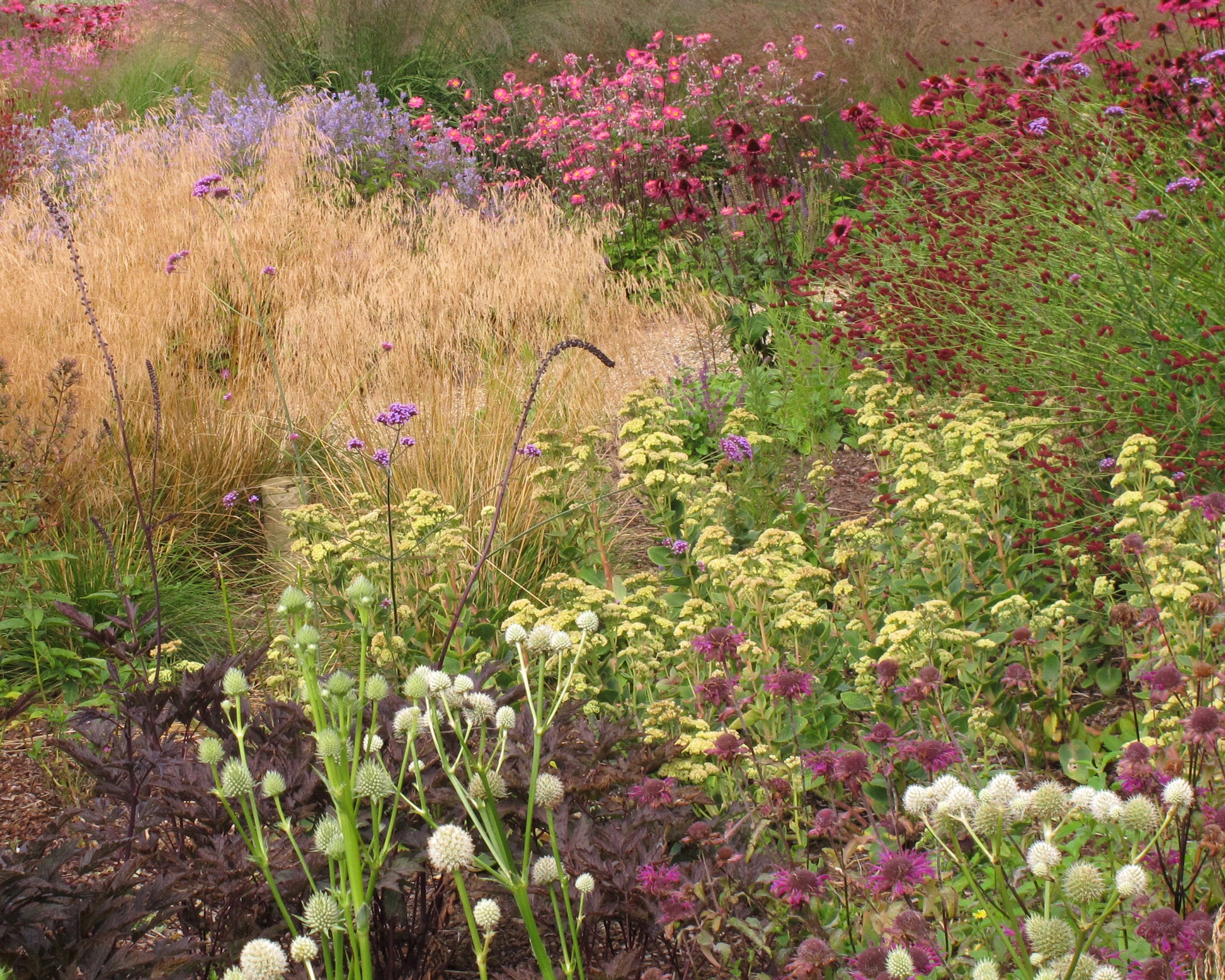 Sedum 'Sunkissed' bare roots — Buy white 'Stonecrop' online at Farmer ...