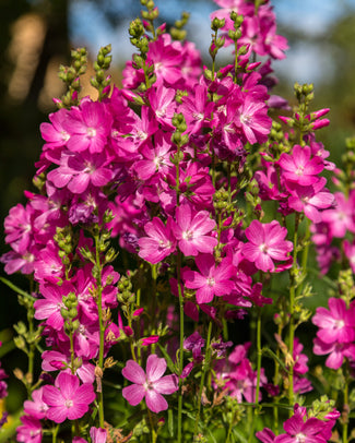 Sidalcea bare roots