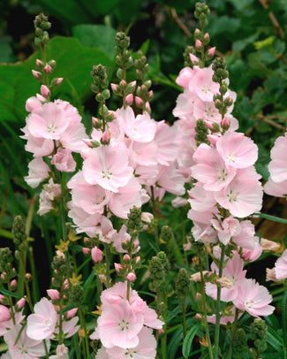 Sidalcea bare roots