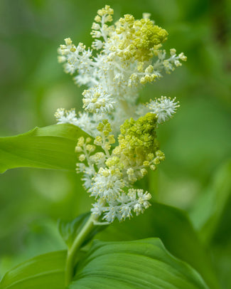 Smilacina bare roots