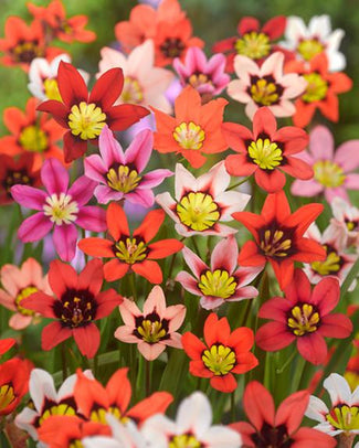 Sparaxis bulbs (harlequin flower)