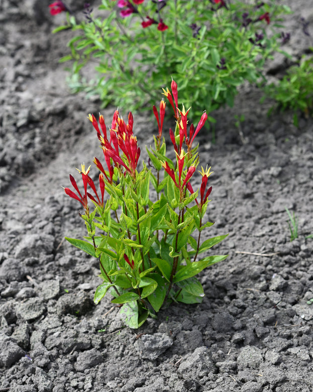 Spigelia 'Little Redhead'