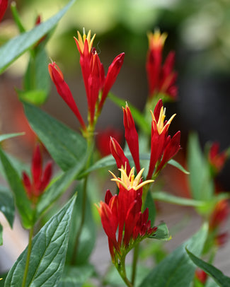 Spigelia bare roots