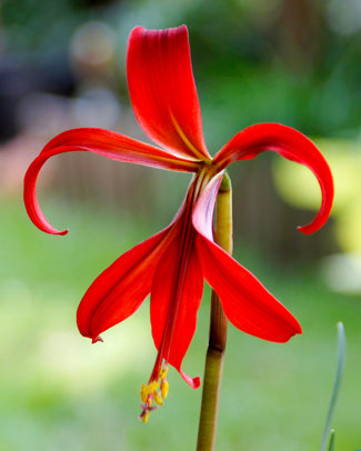 Sprekelia bulbs (Jacobean lily)