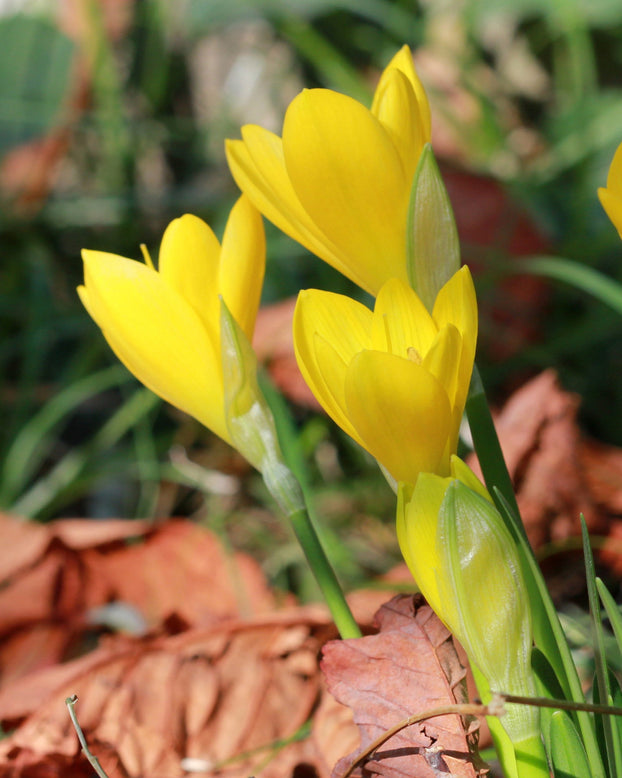 Sternbergia lutea