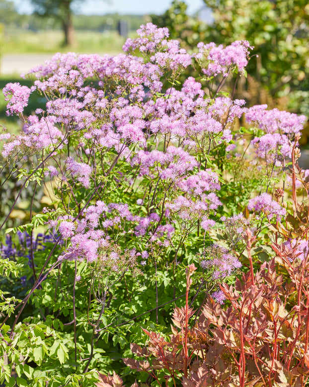 Thalictrum 'Black Stockings'