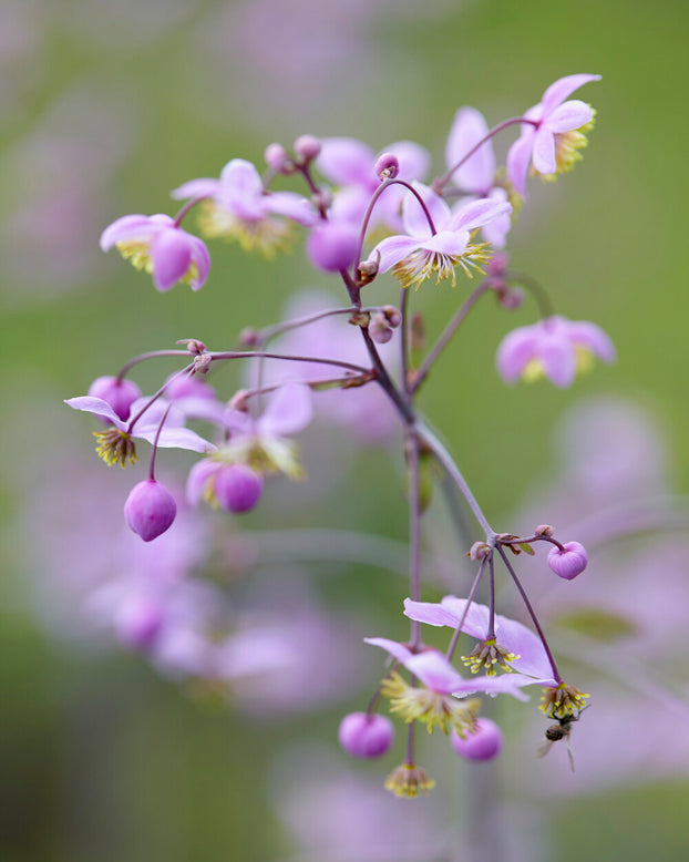 Thalictrum delavayi