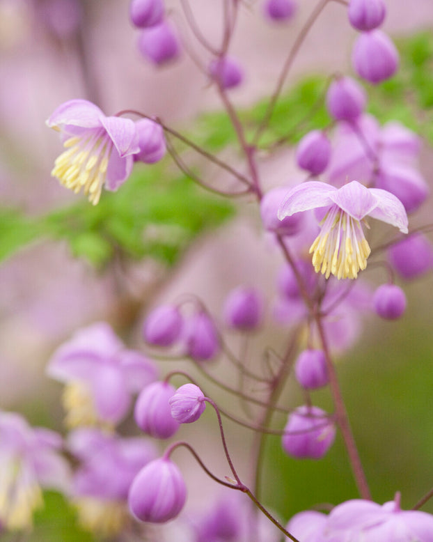 Thalictrum delavayi