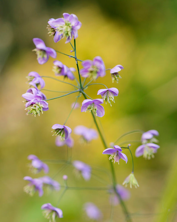 Thalictrum delavayi