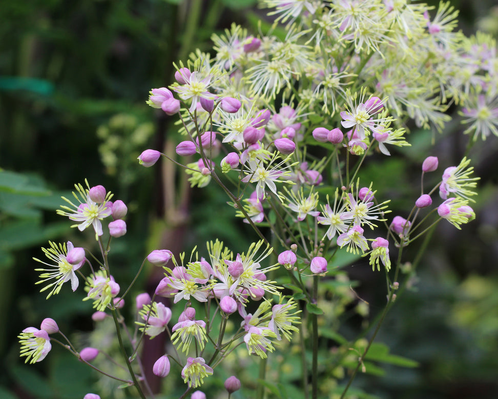 Thalictrum delavayi