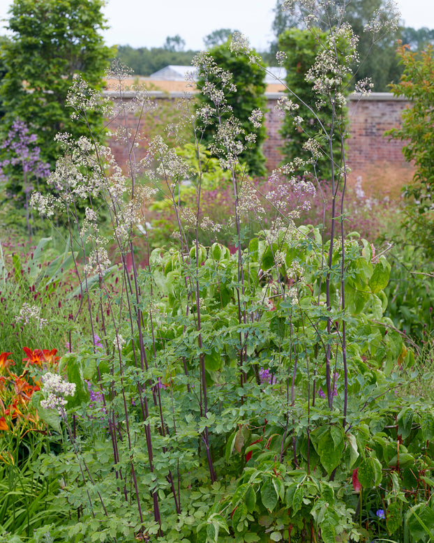 Thalictrum 'Elin'