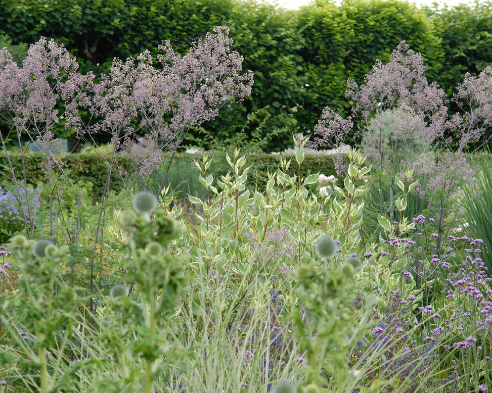 Thalictrum 'Elin'